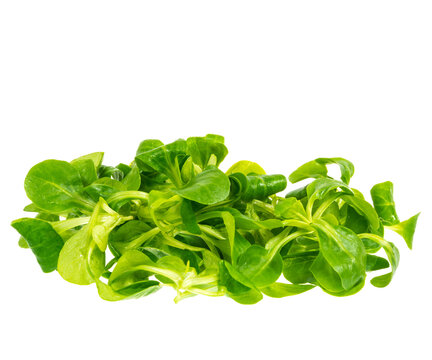 Isolated fres green field salad leaves