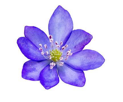 Closeup of an isolated purple liverleaf flower blossom