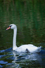 the swan on a lake in an autumn day