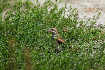 Sfrânciocul Roșiatic, (Lanius collurio) sitting on a branch
