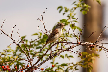 Sfrânciocul Roșiatic, (Lanius collurio) sitting on a branch