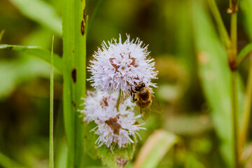 bee sitting on a flower while pollinating