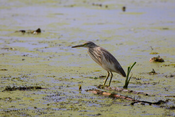 Yellow heron standing in a lake on an autumn day