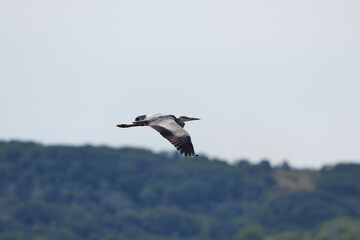 Great Blue Herron flying through the country side