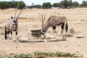 Oryx or Gemsbok antelope (Oryx gazella) in the wild of Kgalagadi Transfrontier national park in...