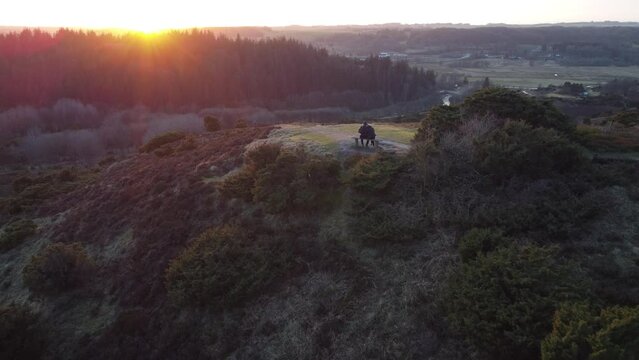evening in the forest