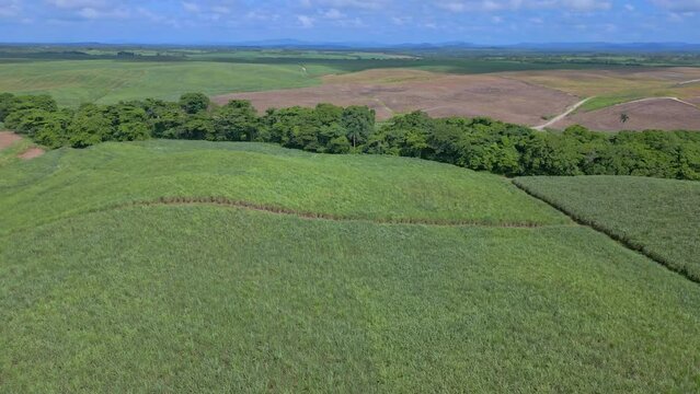 Aerial drone flight over green canefield cultivation in SAN PEDRO DE MACORIS during sunny day