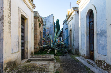Una grossa pianta di agave cresce in un viale del cimitero di Tricase, borgo del Salento in Puglia - obrazy, fototapety, plakaty