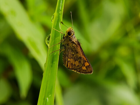 a butterfly skiper on a green leaf