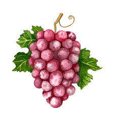 Watercolor illustration of a pink bunch of grapes