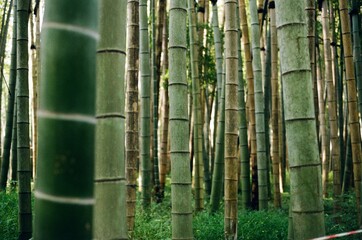 bamboo forest background