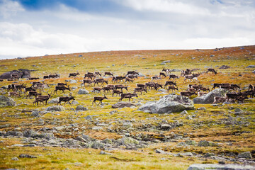 A herd of reindeer in Jotunheimen national park, Norway