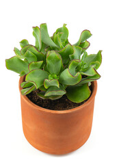 Crassula arborescens subs. undulatifolia in a ceramic pot isolated on white background.