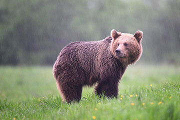 Obraz na płótnie Canvas Young brown bear female watching back in the rain in the meadow in the forest
