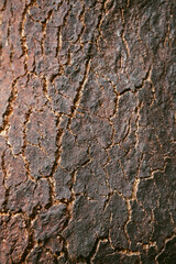 Oak bark texture