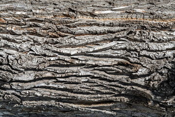 Texture of a dry tree bark of an old tree. Closeup tree bark background.