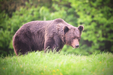 Old brown bear male side view in the meadow in the forest