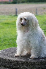 Sitzende Powder Puff Hündin im Park