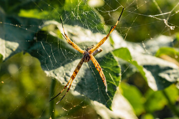 Spider in its web focus on the spider