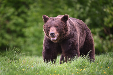 Obraz na płótnie Canvas Old brown bear male breathing front view in the meadow in the forest