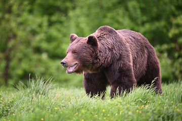 Old brown bear male breathing front view in the meadow in the forest