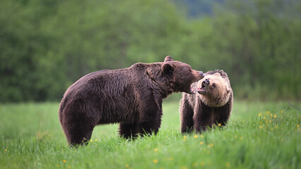 Brown bear couple screaming each other in the meadow in the forest in the evening