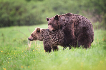Brown bear couple mating side view in the meadow in the forest in the evening - obrazy, fototapety, plakaty