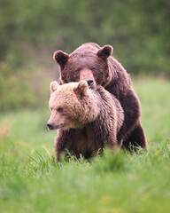 Brown bear couple mating front view in the meadow in the forest in the evening