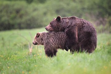 Brown bear couple mating side view in the meadow in the forest in the evening