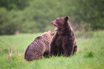 Brown bear couple screaming each other in the meadow in the forest in the evening