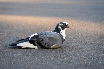 Pigeon sitiing on asphalt on afternoon. White and black bird with gray wings. Selective focus