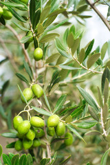 green olives in olive groves.