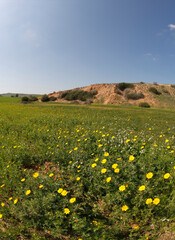 The spring meadows, grass and camomiles