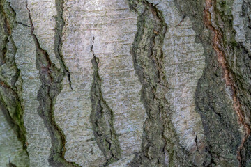 Bark texture from a tree in the English countryside