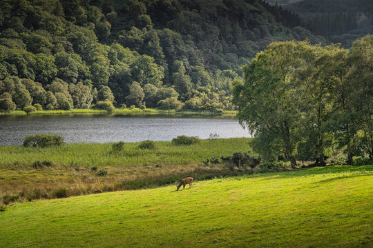 Two deers or roes grazing on green field in Glendalough with forest, lake and mountains in the background, Wicklow, Ireland