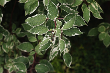 Top view shot of cornus tree branch with green leaves and white berries. Green garden background. 