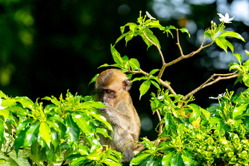 Obraz premium Juvenile long-tailed macaque in the wild.