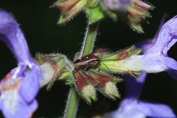 Halyomorpha Halys insect macro photo
