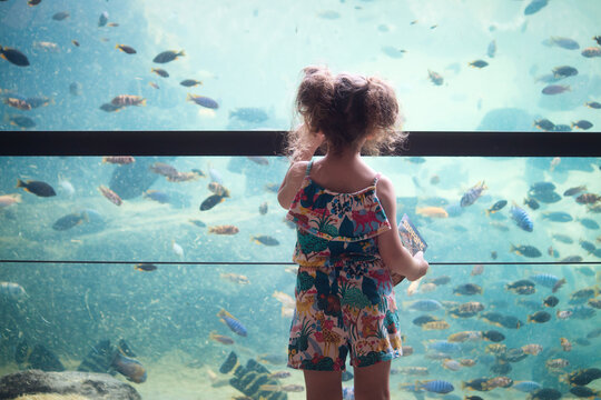 A little girl looking at tropical colorful fish in a big tank at an aquarium