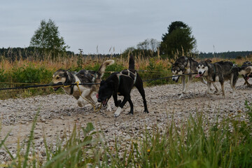 Happy dog team is working very hard. Sled dog competitions in autumn in cloudy weather. Mongrel...