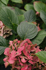 Close-up shot of red hydrangea blooming flowers in autumn garden. Floral backgrounds.