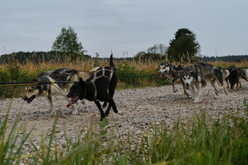 Happy dog team is working very hard. Sled dog competitions in autumn in cloudy weather. Mongrel...