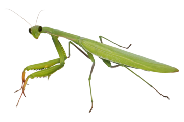 European Mantis or Praying Mantis (Mantis religiosa), PNG, isolated on transparent background