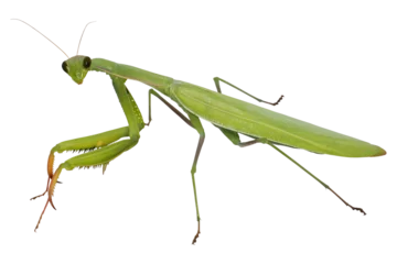 Foto op Canvas European Mantis or Praying Mantis (Mantis religiosa), PNG, isolated on transparent background © Robin