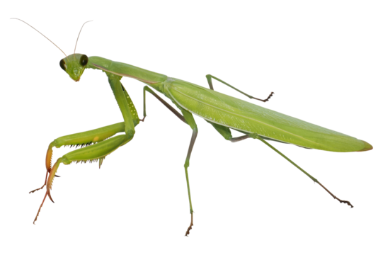 European Mantis or Praying Mantis (Mantis religiosa), PNG, isolated on transparent background