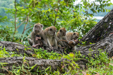 A family of long-tailed macaque monkey playing in the wild.