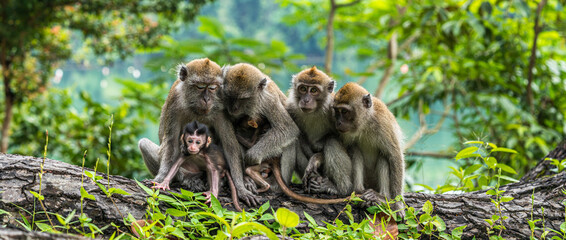 A family of long-tailed macaque monkey playing in the wild. - Powered by Adobe