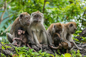 Naklejka na ściany i meble A family of long-tailed macaque monkey playing in the wild.