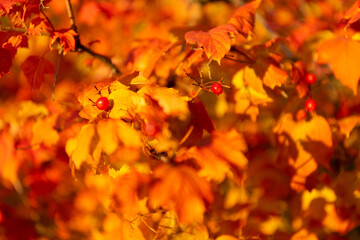 Naklejka na ściany i meble orange autumn leaves on branch. selective focus of orange autumn leaves. autumn season