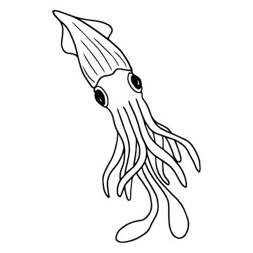 recommend clip art: Squid, black outline. Vector isolated illustration. Hand-drawn. Coloring.